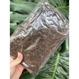 Gói 200gr dớn cọng / dớn đá / dớn cù lần NewZita