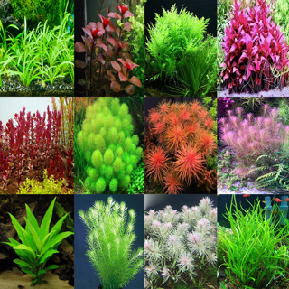 [CHỈ SHIP MIỀN BẮC] Tổng hợp cây thủy sinh cắt cắm (Lá cạn) trang trí hồ cá cảnh