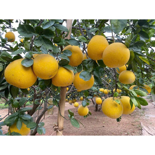 Bưởi diễn lâu năm ngọt mát 800g~1.2kg