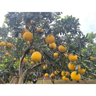 Quả bưởi diễn nhà trồng ngọt đậm 800-1.2kg