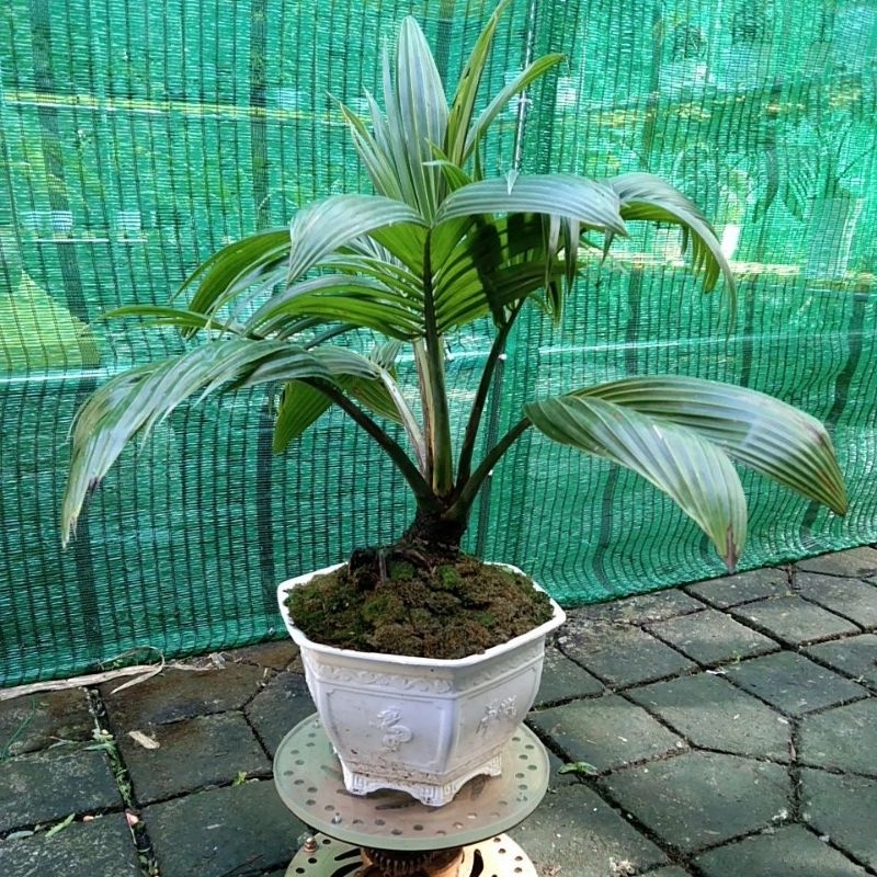dừa bonsai thành phẩm