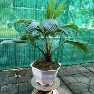 dừa bonsai thành phẩm