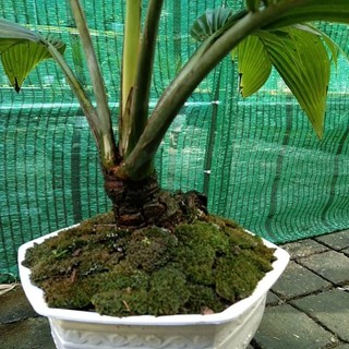 dừa bonsai thành phẩm