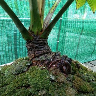 dừa bonsai thành phẩm
