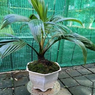 dừa bonsai thành phẩm