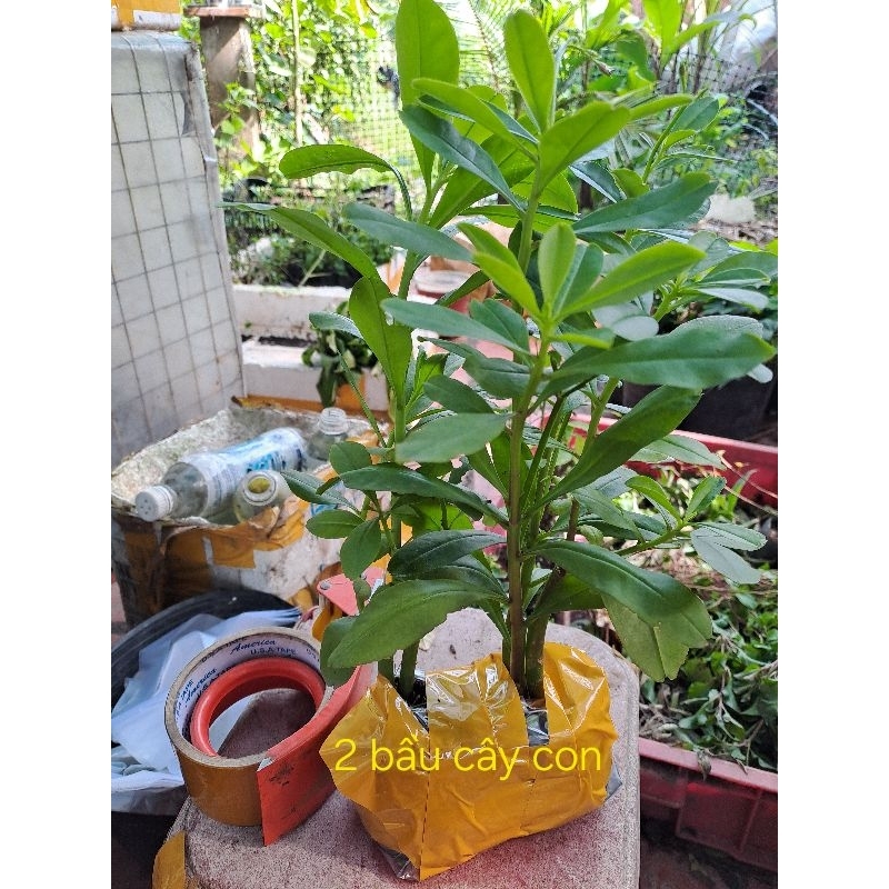 2 bầu rau sâm đất/ sâm mồng tơi/tặng 3 hom giống