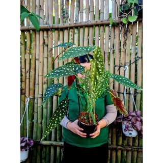 Cây hải đường chấm bi ( Begonia Maculata)