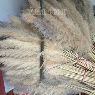 combo 20 cành cỏ lau tự nhiên  dùng decor trang trí spa trang trí quán cafe trang trí sự kiện