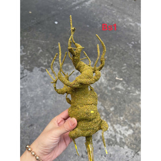 GỐC BONSAI BS1( CAO 25CM) LÀM THÂN MAI ĐÀO