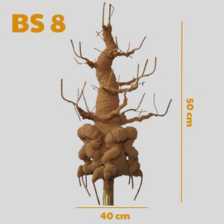 GỐC BONSAI BS8( CAO 50CM CÓ RỄ PHỤ) LÀM THÂN MAI ĐÀO