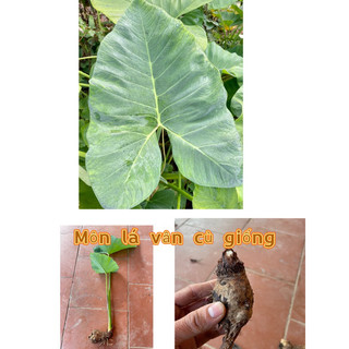 môn tím lá lớn (mua 5tặng 1)