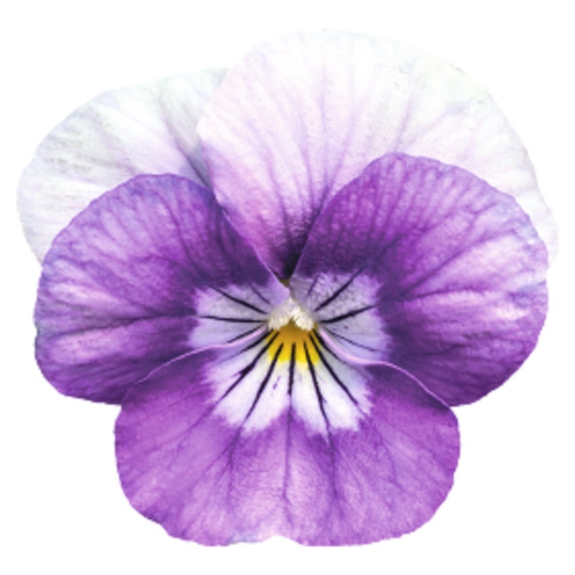 100H Hạt Giống Hoa Viola ADMIRE Lavender Pink Face(KD| -KD: C16)