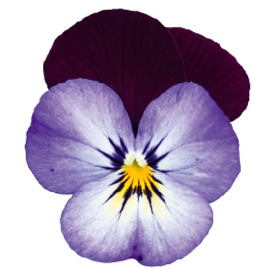 100H Hạt Giống Hoa Viola ADMIRE Neon Purple Wing (KD| -KD: C16)