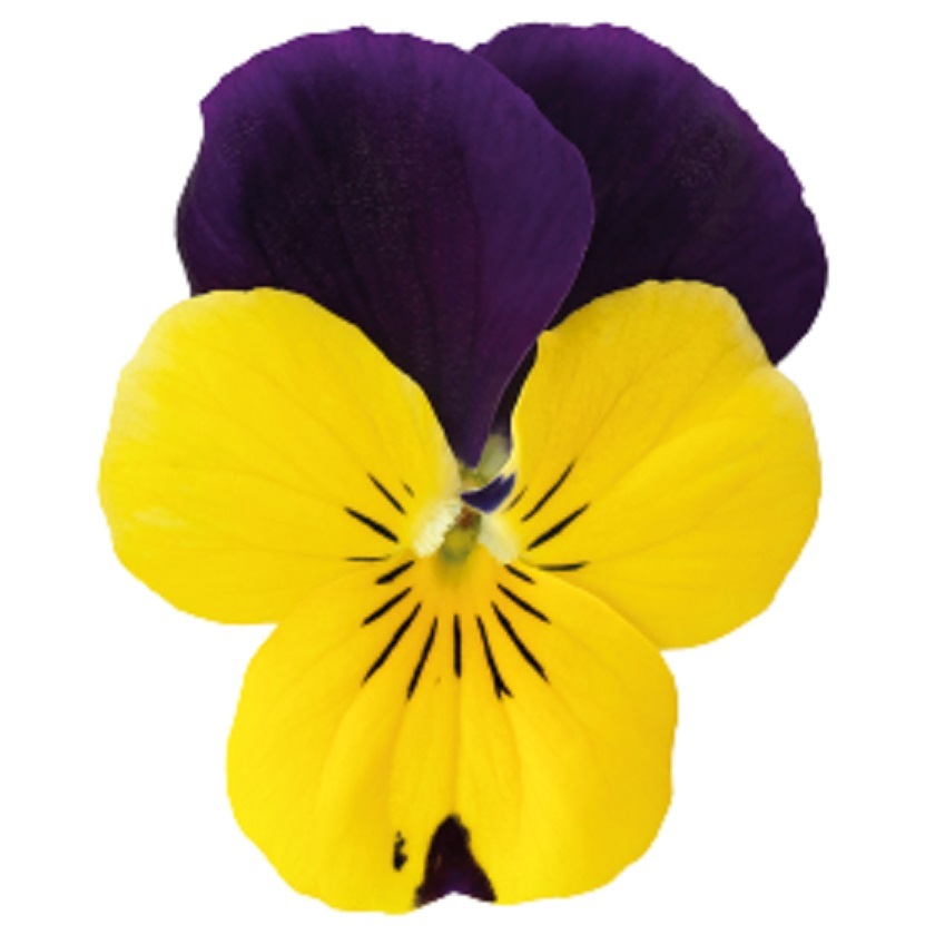 100H Hạt Giống Hoa Viola ADMIRE Yellow Purple Wing (KD| -KD: C16)