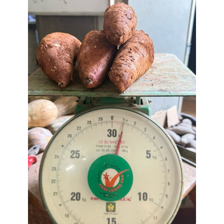 Khoai Lang Mật Đà Lạt, Tà Nung 1kg - Ship Toàn Quốc Dưới Mô Tả.