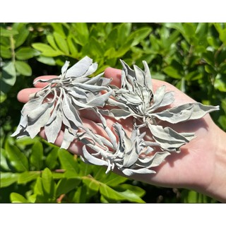 Lá xô thơm trắng xông nhà Song An Eco