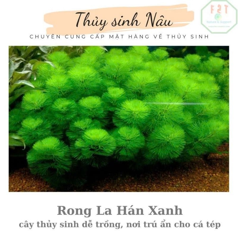 [RẺ VÔ ĐỊCH] Cây Thủy Sinh Rong La Hán Xanh Trồng Thẳng Lọc Hồ Cá CTS08
