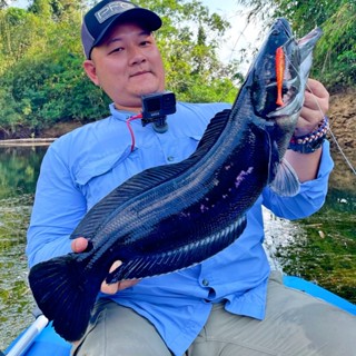 Mồi Mềm Major Craft Stabi Shad Câu Lure Siêu Nhạy Cá Chẽm Lóc