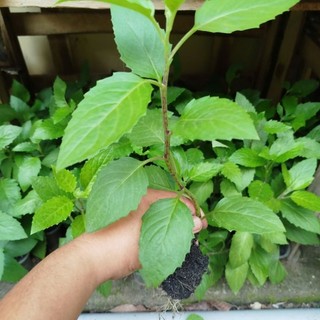 C.a.y giống Rau Bầu Đất Xanh ( Họ Lủi Rừng Dễ trồng Ăn Mát Thanh Nhiệt Cơ Thể)