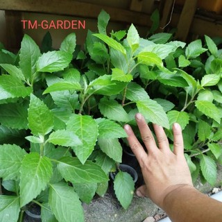 C.a.y giống Rau Bầu Đất Xanh ( Họ Lủi Rừng Dễ trồng Ăn Mát Thanh Nhiệt Cơ Thể)
