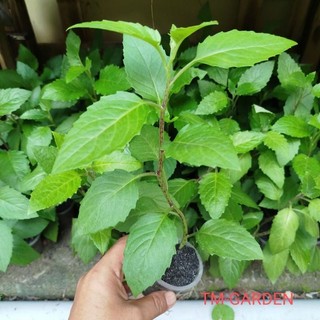 C.a.y giống Rau Bầu Đất Xanh ( Họ Lủi Rừng Dễ trồng Ăn Mát Thanh Nhiệt Cơ Thể)