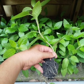 C.a.y giống Rau Bầu Đất Xanh ( Họ Lủi Rừng Dễ trồng Ăn Mát Thanh Nhiệt Cơ Thể)