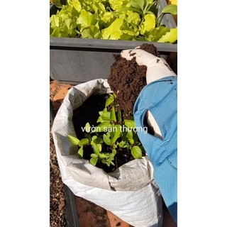 Phân T.rùn Q.uế Hữu Cơ Vườn Nuôi 2kg