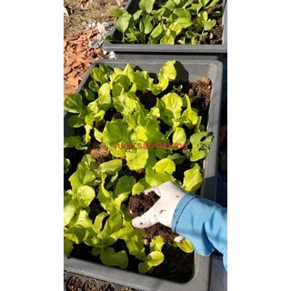 Phân T.rùn Q.uế Hữu Cơ Vườn Nuôi 2kg