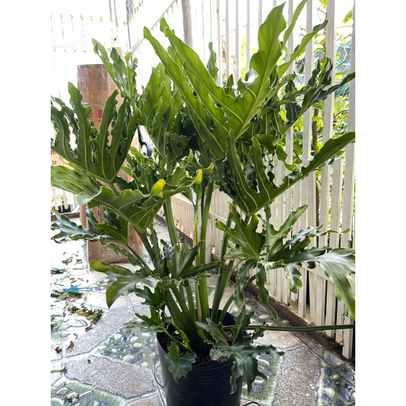 Cây Trầu Bà Thanh Xuân- tặng kèm phân bón