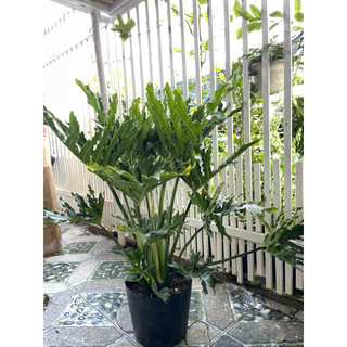 Cây Trầu Bà Thanh Xuân- tặng kèm phân bón