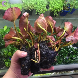 1 Củ Súng Thái Đỏ - Cây Thủy Sinh Không CO2 Hậu Cảnh -cây thủy sinh trang trí bể thủy sinh