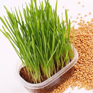 Hạt giống cỏ mèo,cỏ lúa mì ươm nảy mầm cho chim,vẹt.mèo,chó,(Người ăn được)50gr
