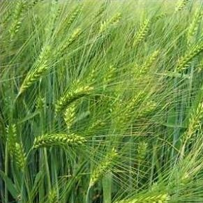 Hạt giống cỏ mèo,cỏ lúa mì ươm nảy mầm cho chim,vẹt.mèo,chó,(Người ăn được)50gr
