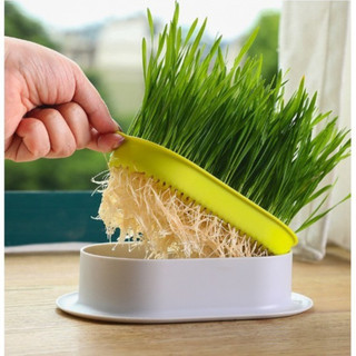 Hạt giống cỏ mèo,cỏ lúa mì ươm nảy mầm cho chim,vẹt.mèo,chó,(Người ăn được)50gr