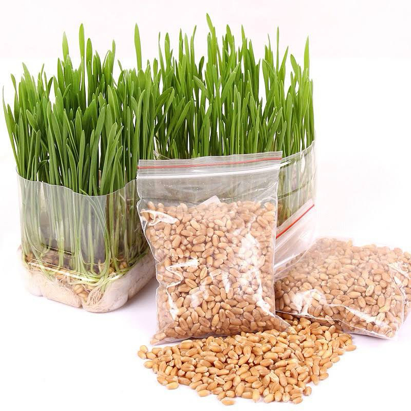 Hạt giống cỏ mèo,cỏ lúa mì ươm nảy mầm cho chim,vẹt.mèo,chó,(Người ăn được)50gr