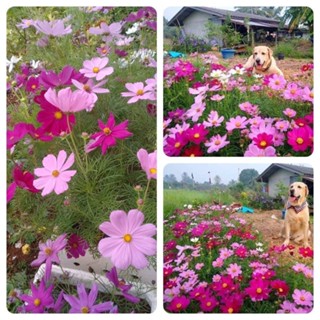 Hạt giống hoa sao nhái hồng(gói 100 hạt)