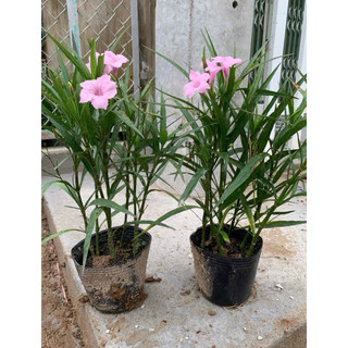 Chậu nhựa mềm  chiều tím - chiều hồng -chiều trắng
