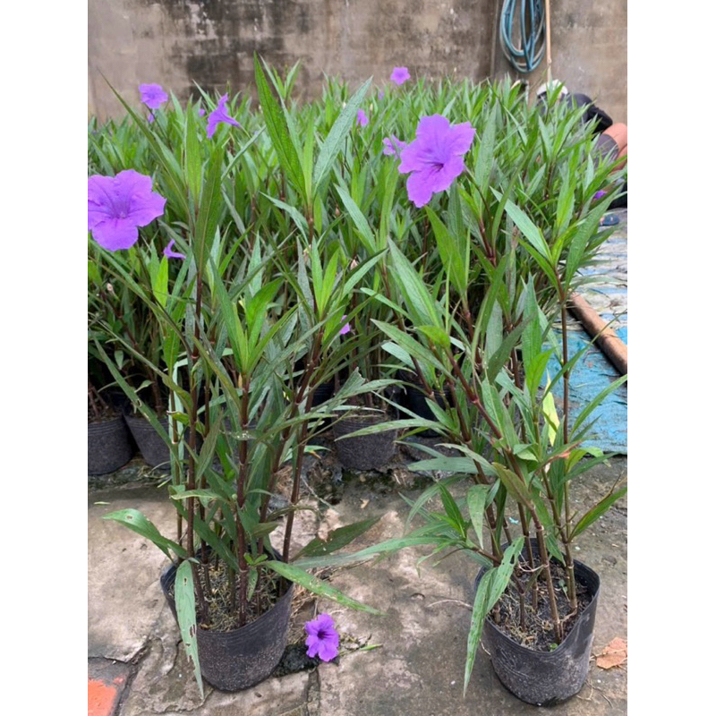 Chậu nhựa mềm  chiều tím - chiều hồng -chiều trắng