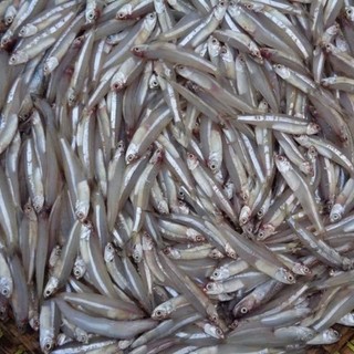 500gam Cá cơm trắng vị mặn, rất dai và ngon