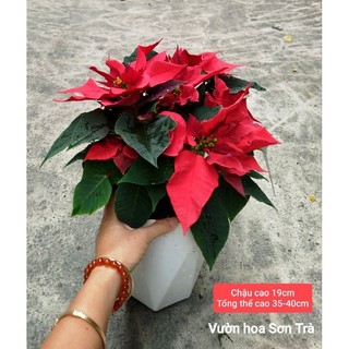 (VHST giao trong ngày) Cây HOA TRẠNG NGUYÊN.