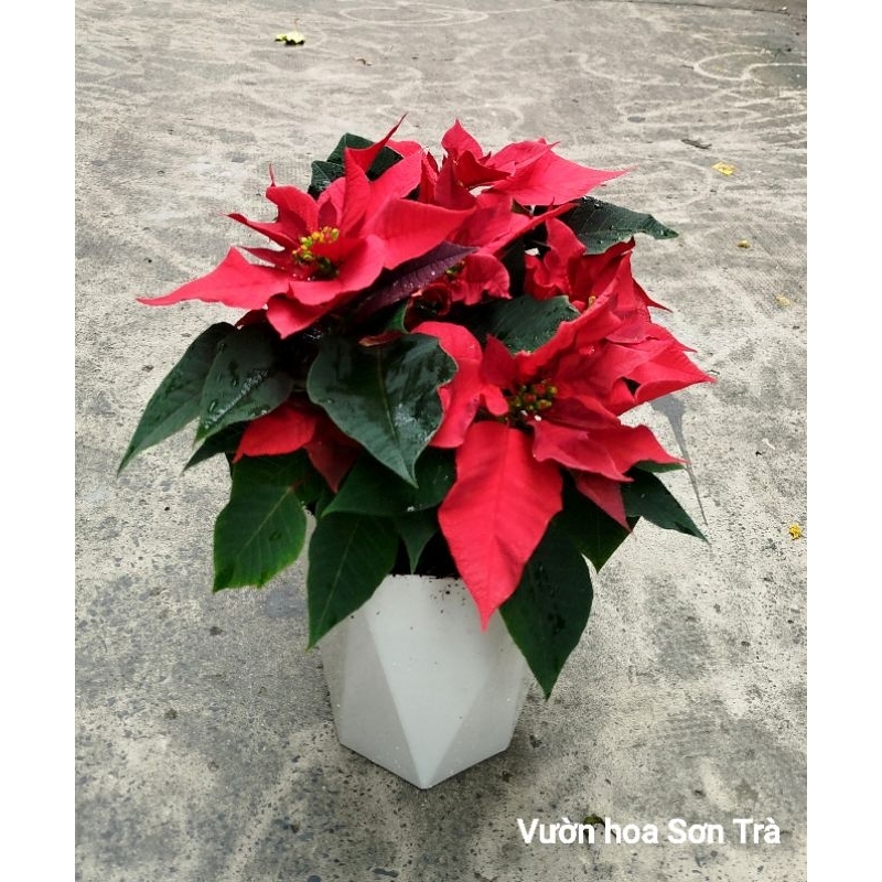 (VHST giao trong ngày) Cây HOA TRẠNG NGUYÊN.
