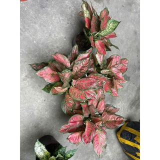 Cây ngọc ngân, vạn lộc bầu to