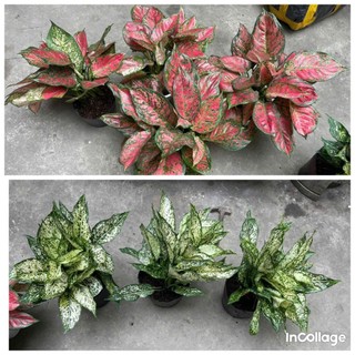 Cây ngọc ngân, vạn lộc bầu to