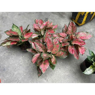 Cây ngọc ngân, vạn lộc bầu to