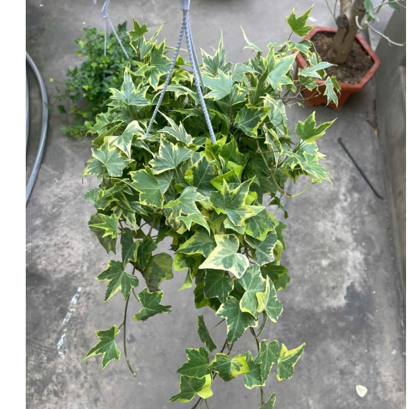 Cây thường xuân lá xanh, lá var