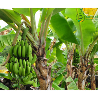 Hương chuối (Banana Fragrance) - 500ml - Nguyên liệu mỹ phẩm