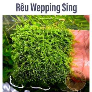 Rêu Wepping Sing - Rêu Thủy Sinh - Tép Màu Quận 3
