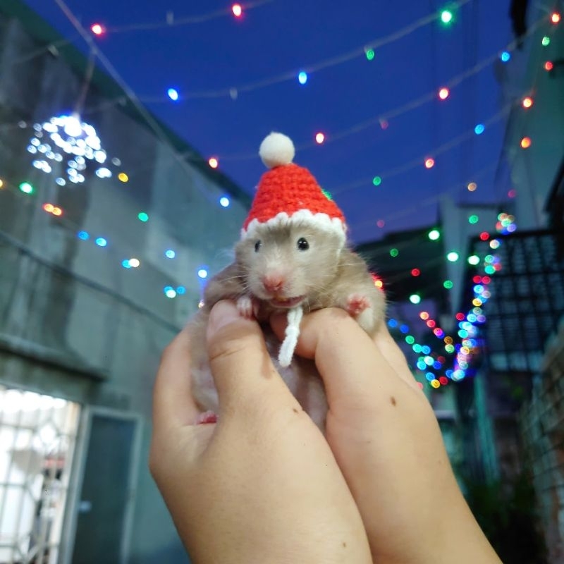 Nón noel cho Hamster/Bear nè