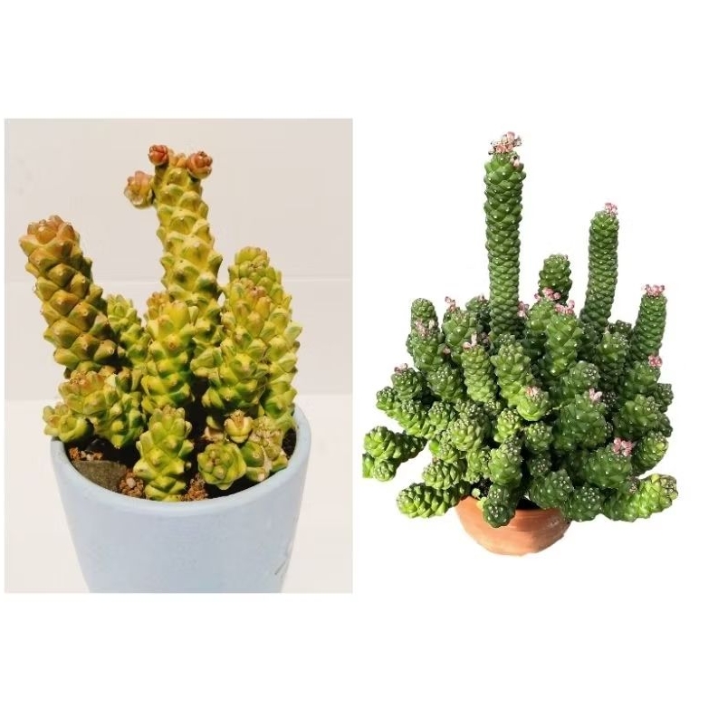 cây euphoria xanh và var vàng