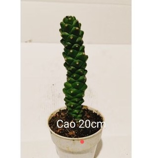 cây euphoria xanh và var vàng